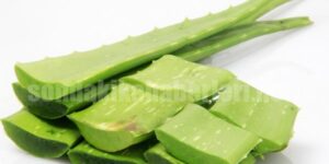 aloe vera nedir