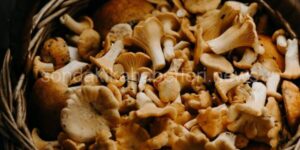 istiridye mantar kızartması