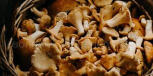 kremalı mantar nasıl yapılır