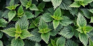 Isırgan Otu Çorbası Tarifi Nasıl Yapılır?