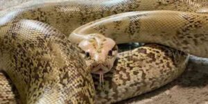 124 Yılanla Aynı Evde Yaşıyordu