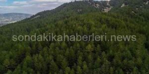 Türkiye Ağaçlandırmadaki Başarısını Uluslararası Ödül Alarak Gözler Önüne Serdi