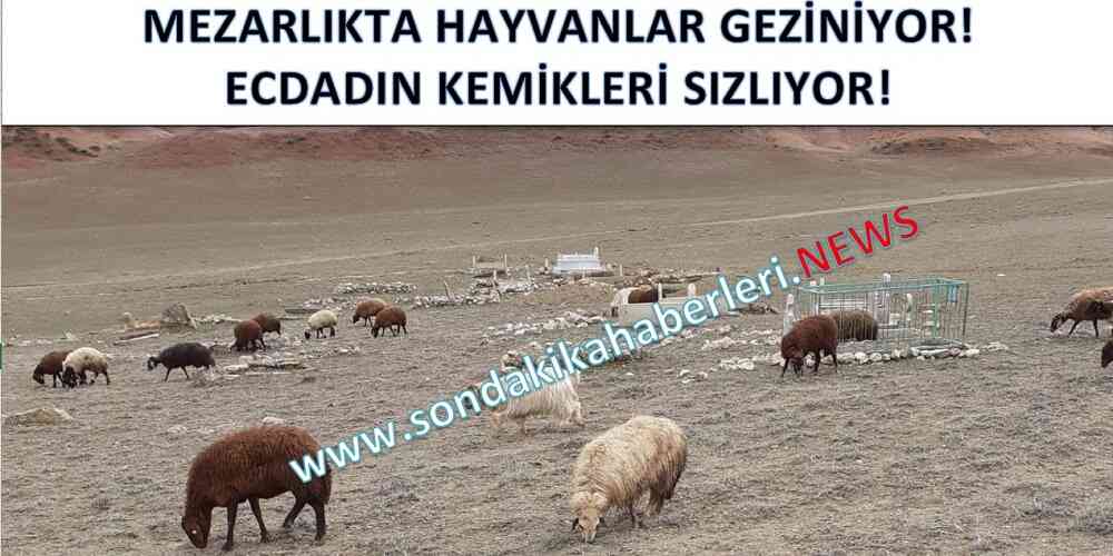 Erzurum Oltu Tuzla Mezar Üzerinde Hayvanlar geziyor