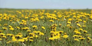 Erzurum Karayazı Bezirhane Sarı Çiçek