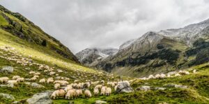 60 bin koyun için 69 milyon lira kredi kullandırıldı