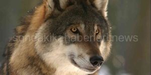 Börü Nedir?
