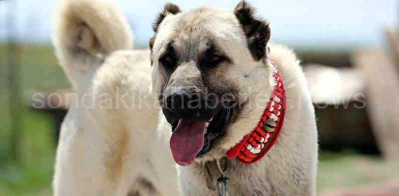 2 Kişi Gözaltına Alındı