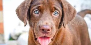 Köpeği Öldüren İşçi Gözaltına Alındı