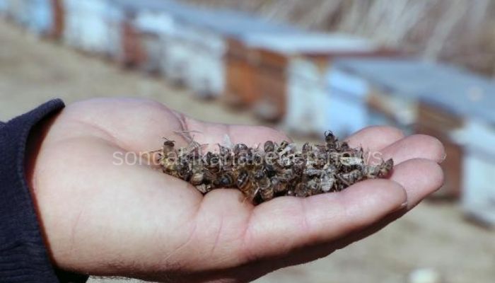 “Arılar Telef Oluyor”