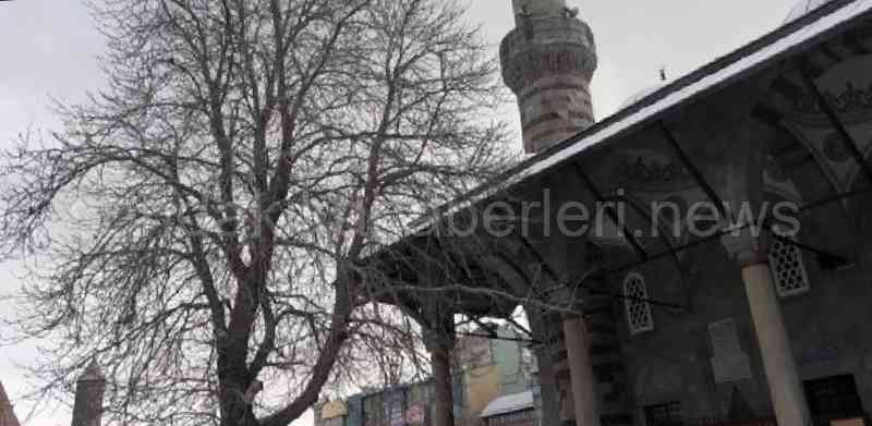  Lalapaşa Camii'nin bahçesindeki 2 at kestanesi ağacı