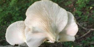 İstiridye Mantarı Tarifi