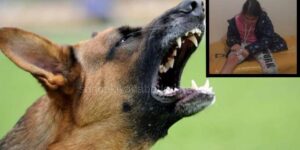 Köpek Dehşeti Bir Çocuğu Daha Yaraladı