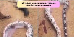 Yılanın Karnını Deşen Köylü Gördüklerine İnanamadı