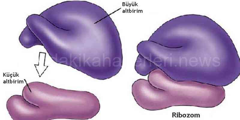 Ribozom Nedir?