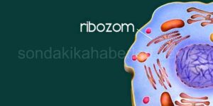 Ribozom Nedir? Ribozomun Görevleri ve Çeşitleri Nelerdir?