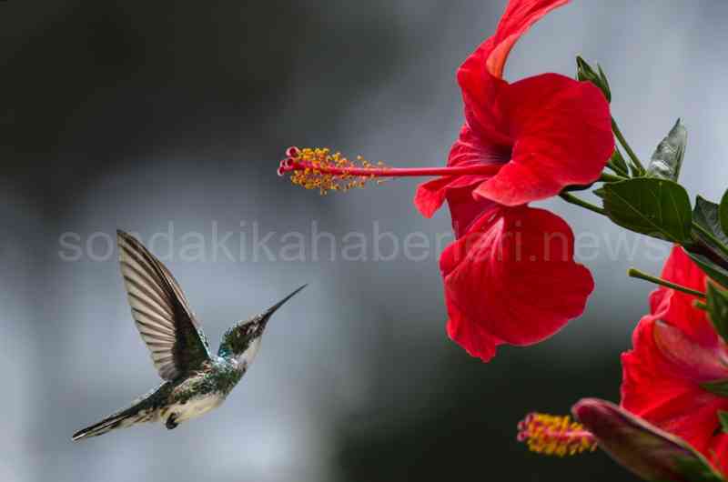 Hatmi Çiçeği Hibiskus