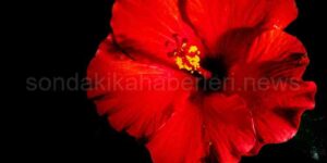 Hibiskus Nedir
