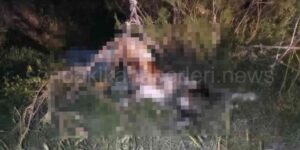 Ankara'da 17 Köpek Ağaca Asılı Halde Bulundu