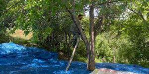 Karnavas Dut Pekmezi Dutların Dökülmesi ve Toplanması Aşaması