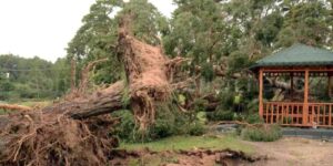 Kars'ta Hortum Ağaçları Yerinden Söktü