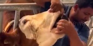 İçki şişesinde Kurbanlık hayvana sıvı vermişti, o şahıs tutuklandı