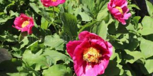 Şakayık Çiçeğini Koparmanın Bedeli Çok Ağır