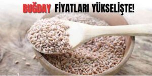 Buğday Fiyatları Yükselişte