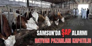 Samsun'da Şap Alarmı Verildi