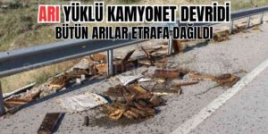 Kastamonu'da Arı Yüklü Kamyonetin Devrilmesi Sonucunda Bütün Arılar Etrafa Dağıldı