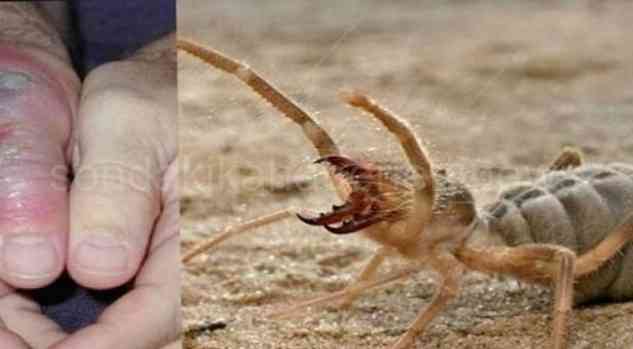 Dikkat! Bu Örümcek Et Yiyor!