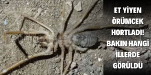 Et Yiyen Zehirli Örümcek Bakın Hangi İllerde Görüldü