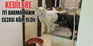 Isparta'da Kötü Şartlarda Kedi Besleyen Bir Kişiye 41 Bin Lira Ceza Kesildi