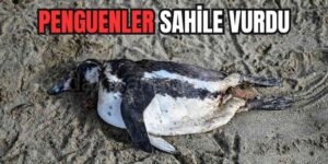 Penguenler Sahilde Ölü Bulundu