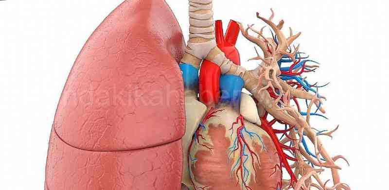 Ciğerlerin Yapısı ve İşleyişi Nasıldır?