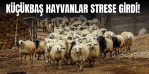 Hayvancılık Sıcak Havadan Olumsuz Etkilendi
