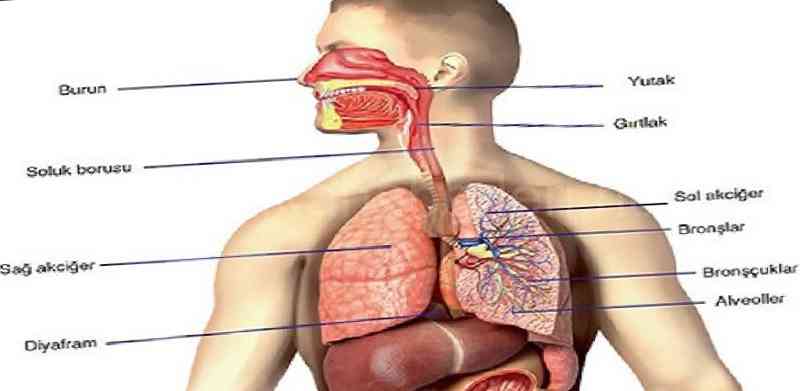 Ciğerlerin Vücudumuzdaki Görevleri Nelerdir?