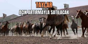 TİGEM 15 Koşu Atı Satacak